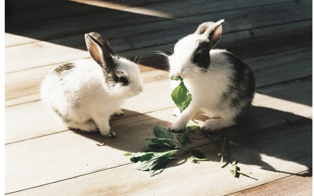 Why You Need To Eat Your Greens