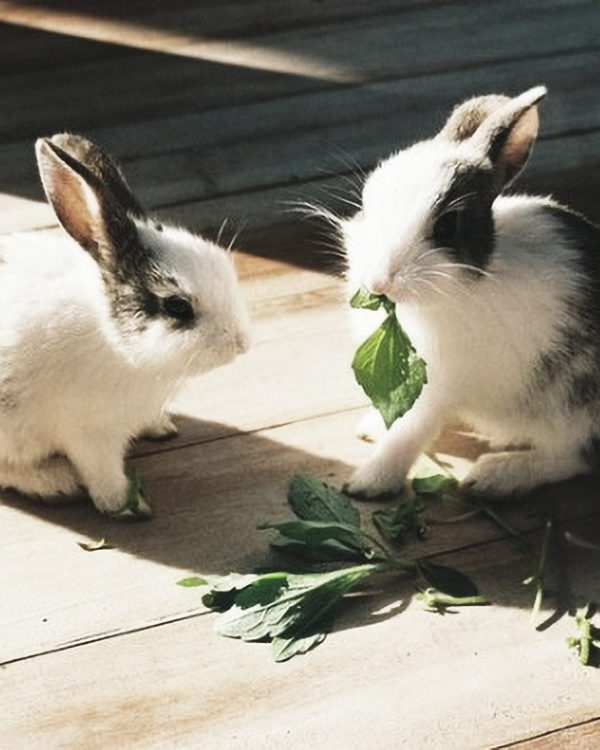 Why You Need To Eat Your Greens