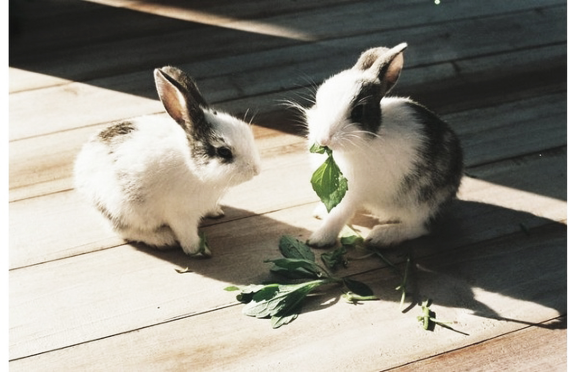 Why You Need To Eat Your Greens