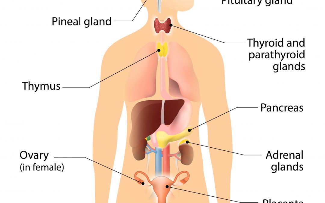 How Endocrine Disruptors Affect Our Health (And Weight)