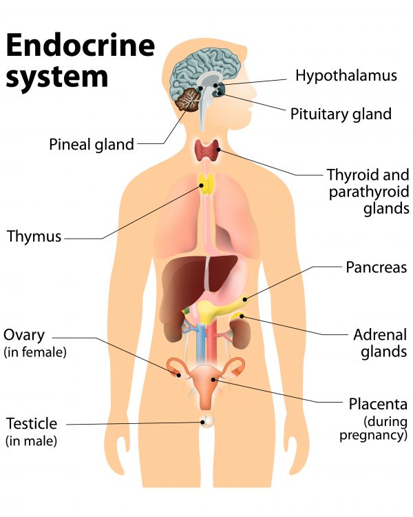 How Endocrine Disruptors Affect Our Health (And Weight)